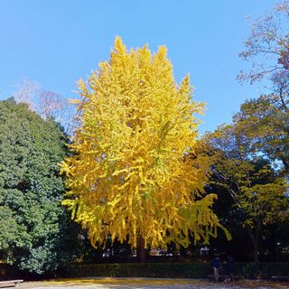 251130123907827 - コピー.jpg