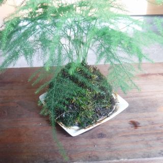 DSCF0347.JPG