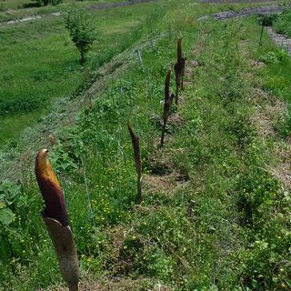 DSCF0639.jpg