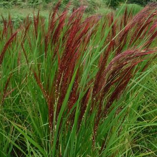 DSCF1160 - 1.jpg