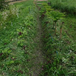 DSCF2489.jpg