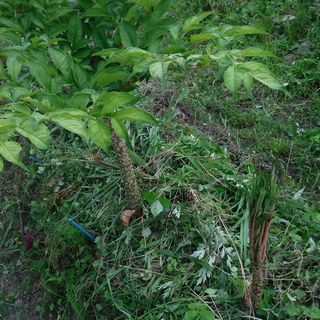 DSCF2490.jpg