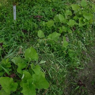 DSCF2491.jpg