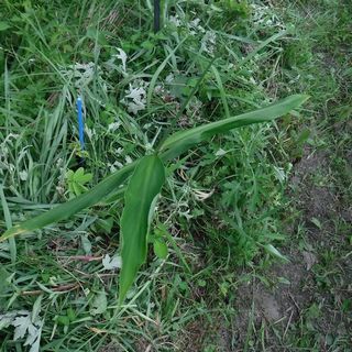 DSCF2493.jpg