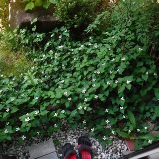 DSCF3355.jpg