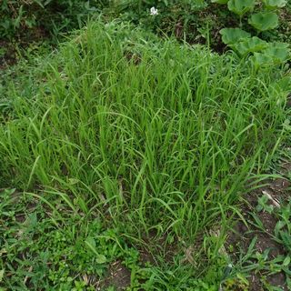 DSCF7776.jpg