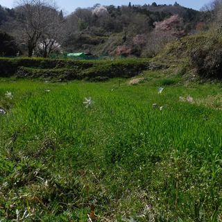 DSCF9065.jpg