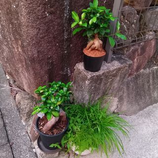 250815185039770.jpg