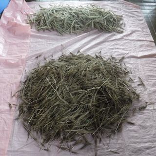 DSCF0080.JPG
