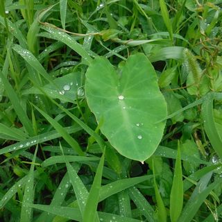 DSCF0109.JPG