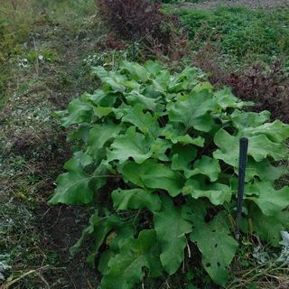 DSCF1263.jpg