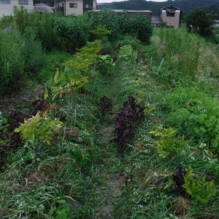 DSCF2541.jpg