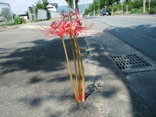 DSCF2574.JPG