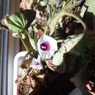 DSCF2860.JPG