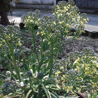DSCF3210.jpg