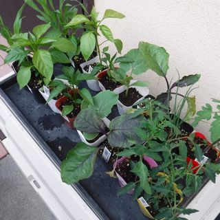 DSCF3279.jpg