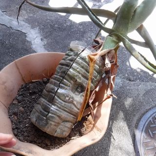 DSCF3313.jpg