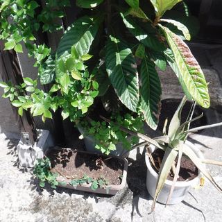 DSCF3315.jpg