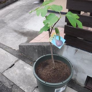 DSCF3336.jpg