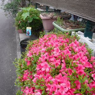 DSCF3354.jpg