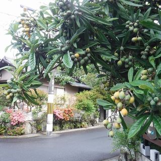 DSCF3388.jpg