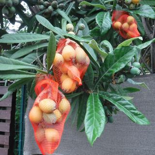 DSCF3389-1.JPG