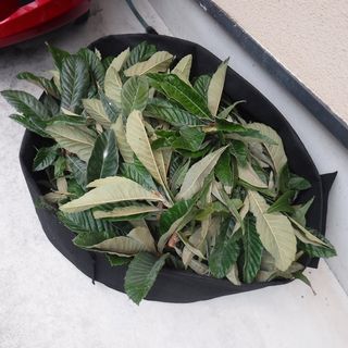 DSCF3436.jpg