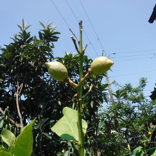 DSCF3447.jpg