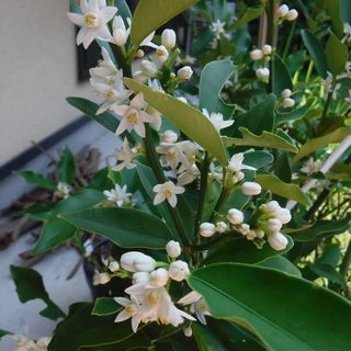 DSCF3448.jpg