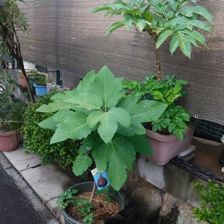 DSCF3491.jpg