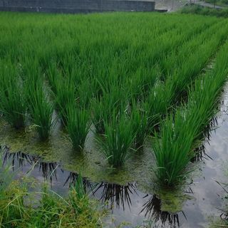 DSCF3515.jpg