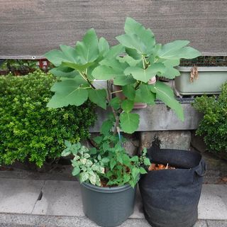 DSCF3519.jpg