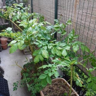DSCF3540.jpg
