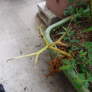 DSCF3541.jpg