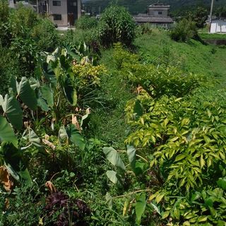 DSCF6322.JPG