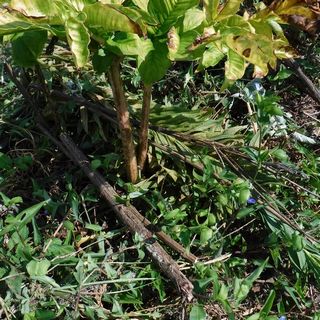 DSCF6422.JPG