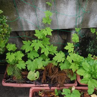 DSCF8049.JPG